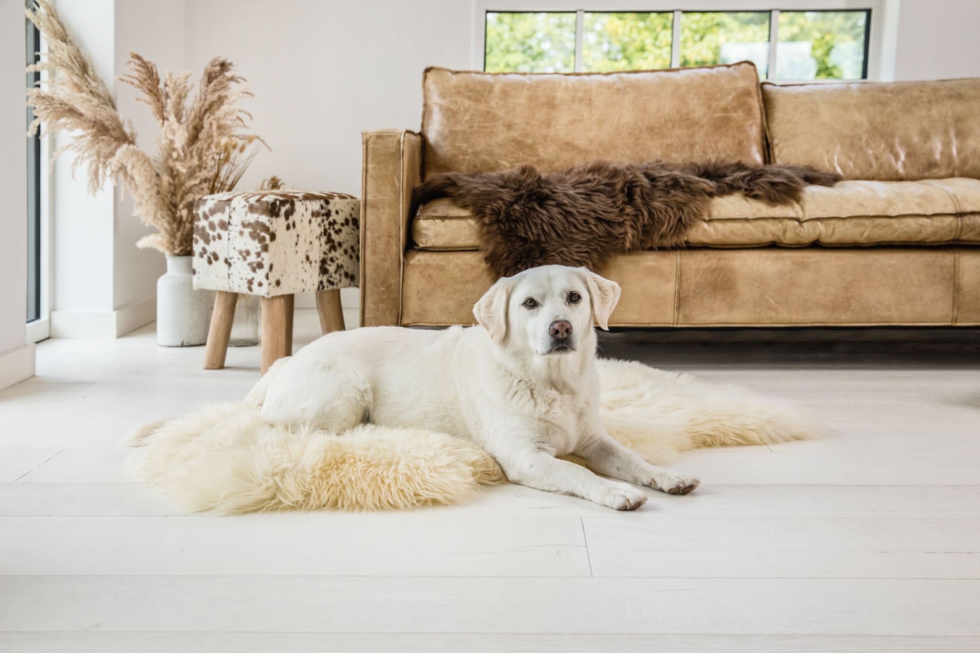 Hund auf Lammfell Hund auf Lammfell